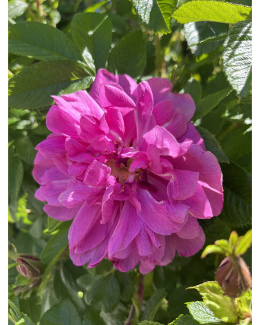 Rosa rugosa Hansa - Gefüllte Kartoffelrose Hansa Pflanze