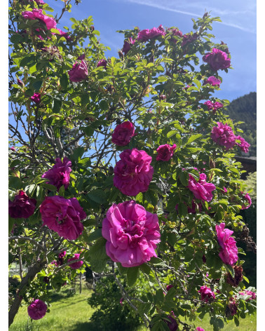 Rosa rugosa Hansa - Gefüllte Kartoffelrose Hansa Pflanze