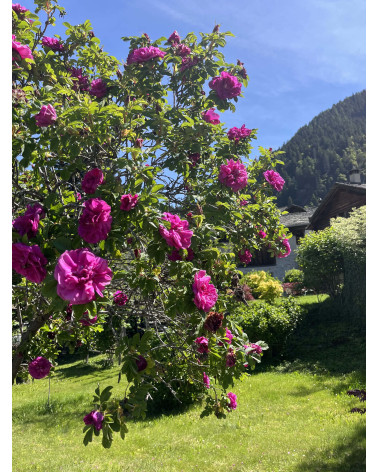 Rosa rugosa Hansa - Gefüllte Kartoffelrose Hansa Pflanze
