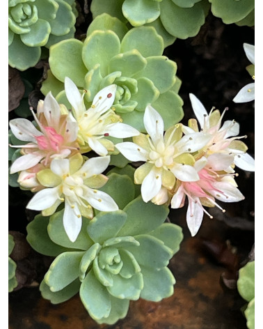 Sedum pachyclados, Afghanischer Mauerpfeffer (Fetthenne) Pflanze