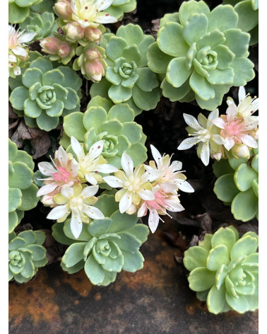 Sedum pachyclados, Afghanischer Mauerpfeffer (Fetthenne) Pflanze