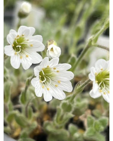 Wolliges Alpen-Hornkraut, Cerastium alpinum ssp. lanatum Pflanze