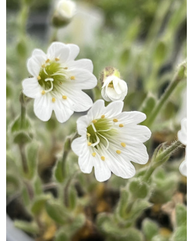 Wolliges Alpen-Hornkraut, Cerastium alpinum ssp. lanatum Pflanze