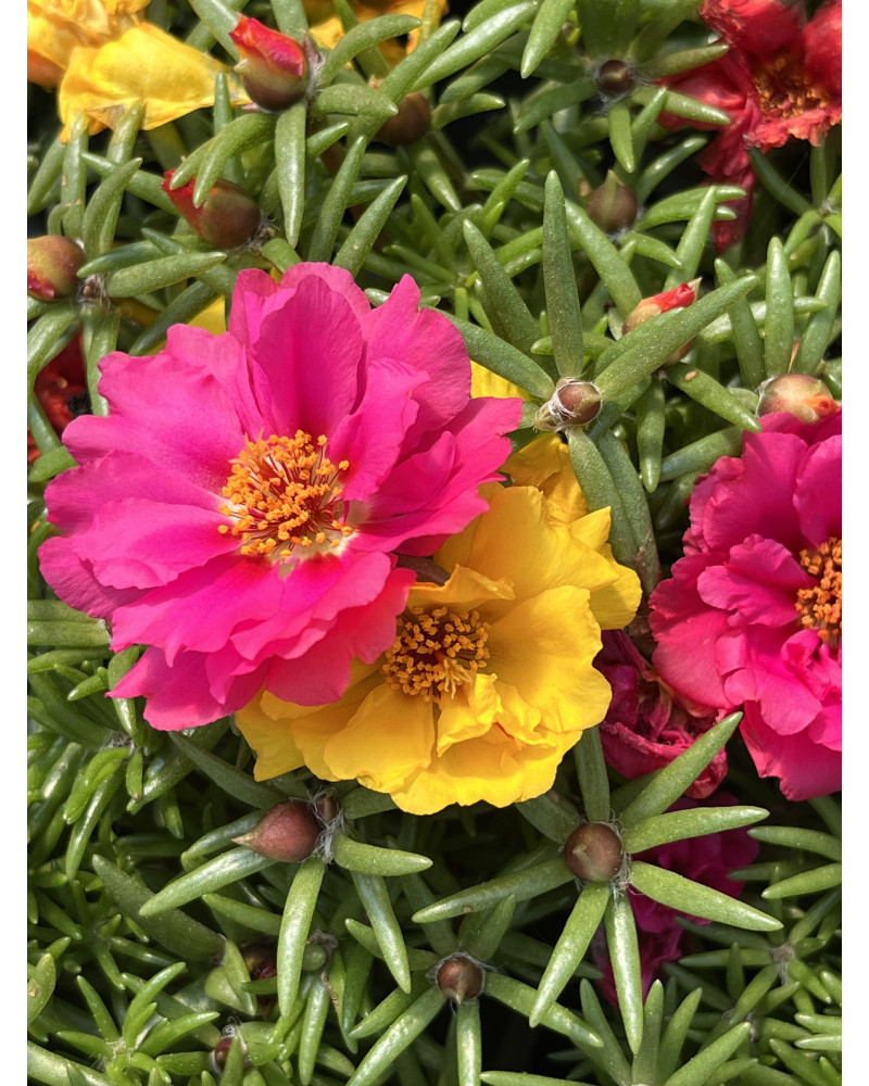 Portulakröschen, Portulaca grandiflora Pflanze