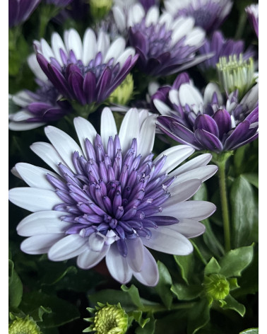 Kapkörbchen weiss-blau gefüllt, Osteospermum ecklonis Pflanze