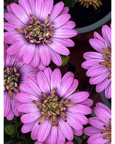 Kapkörbchen rosa gefüllt, Osteospermum ecklonis Pflanze