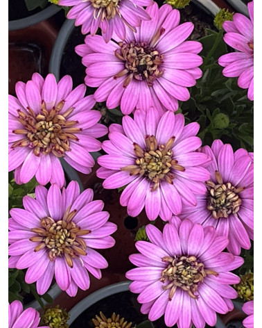 Kapkörbchen rosa gefüllt, Osteospermum ecklonis Pflanze