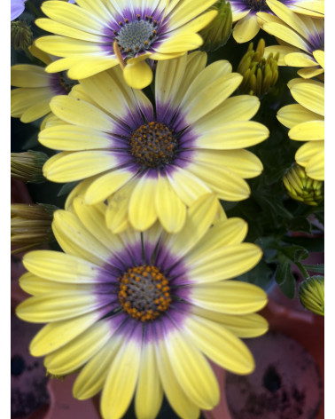 Kapkörbchen gelb, Osteospermum ecklonis Pflanze