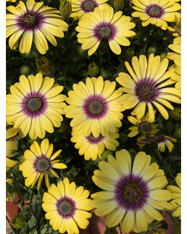 Kapkörbchen gelb, Osteospermum ecklonis Pflanze