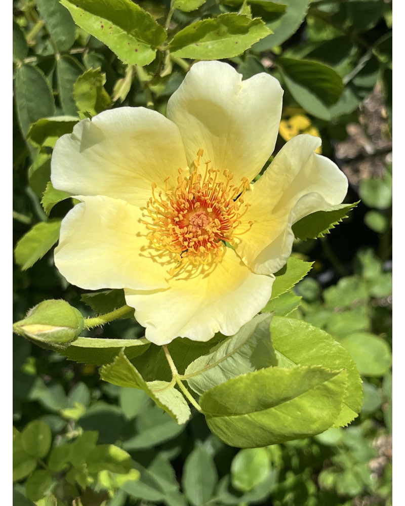 Rosa pimpinellifolia Golden Wings - Golden Wings-Bibernellrose Pflanze