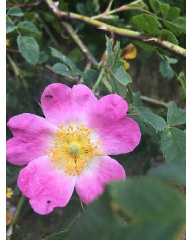 Rosa canina Kiese - Kiese-Hundsrose blutrot Pflanze