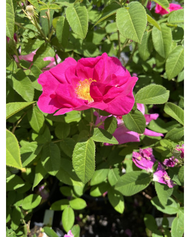 Rosa canina Kiese - Kiese-Hundsrose blutrot Pflanze