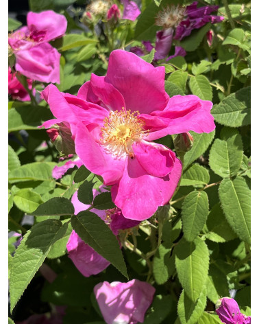 Rosa canina Kiese - Kiese-Hundsrose blutrot Pflanze
