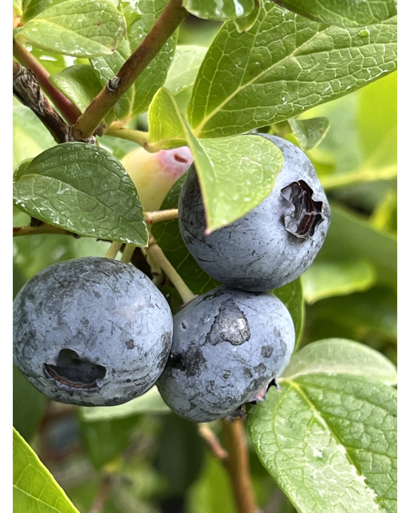 Heidelbeere Bluecrop