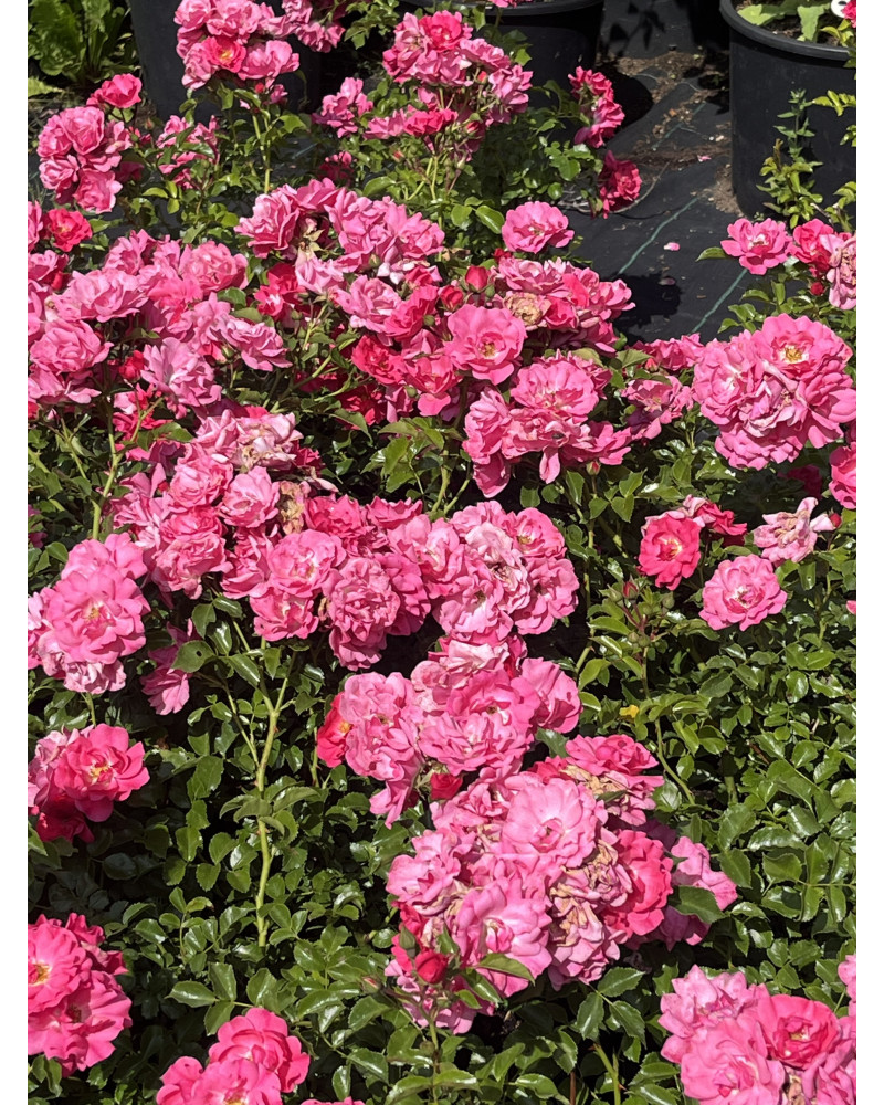 Rose Heidefeuer