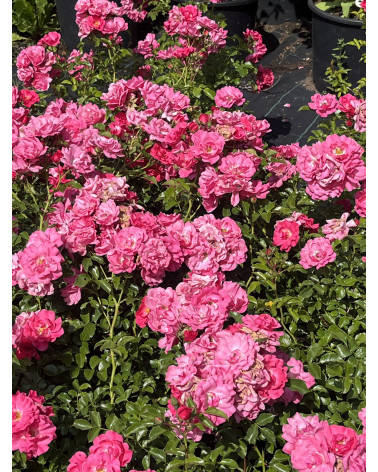 Rose Heidefeuer