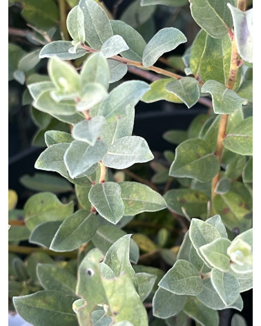 Salix repens var. nitida