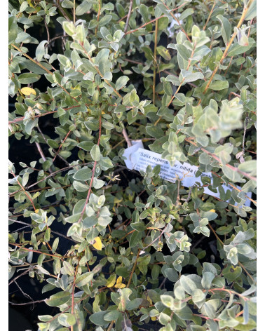 Salix repens var. nitida