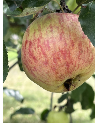 Apfel Gravensteiner