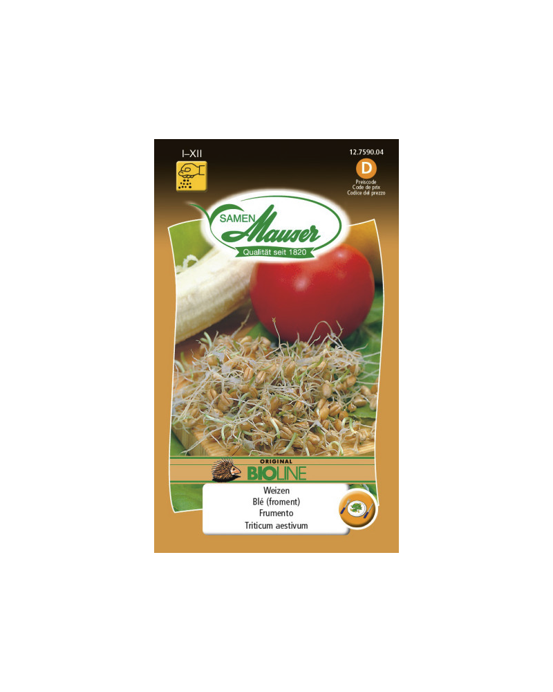 Bio - Keimlinge Weizen Samen