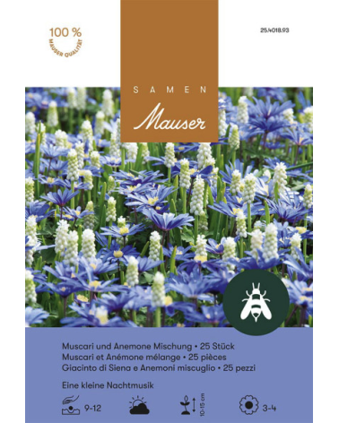 Eine kleine Nachtmusik, Mischung Muscari und Anemone