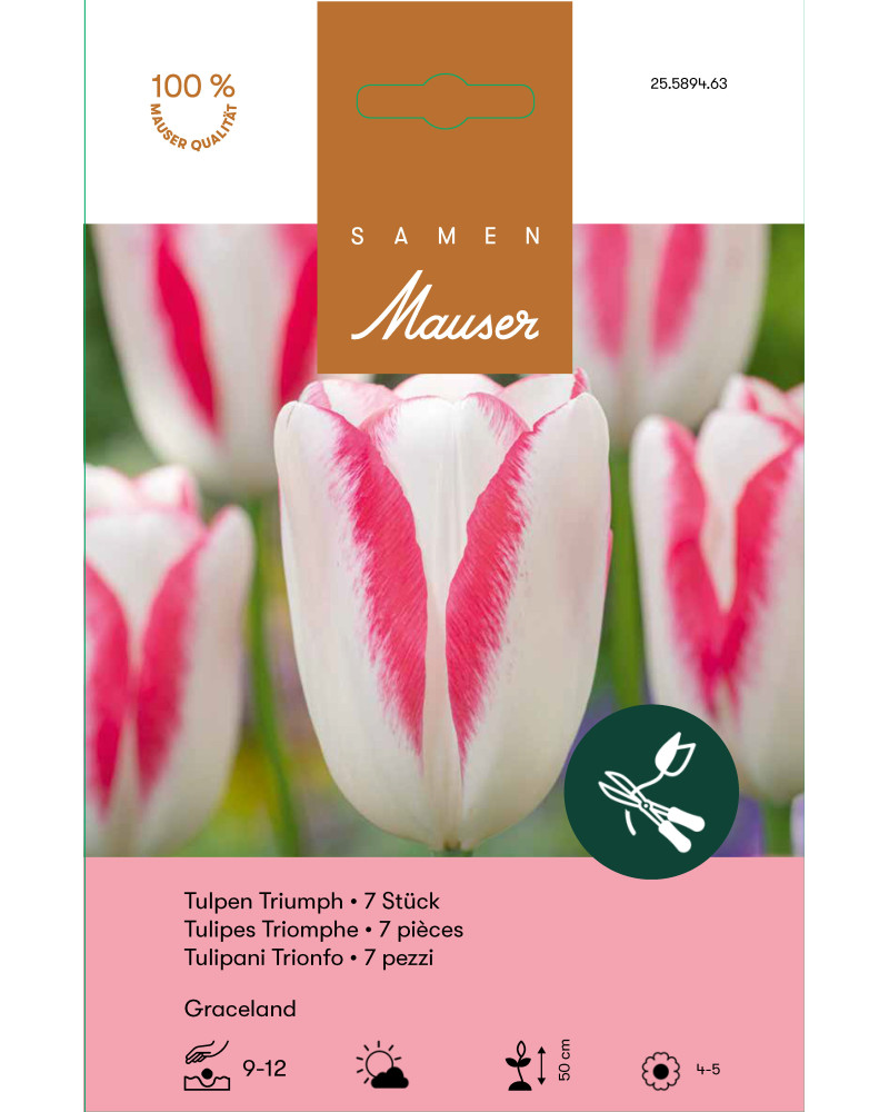 Graceland, Triumph Tulpen Zwiebeln (weiss, rosa)