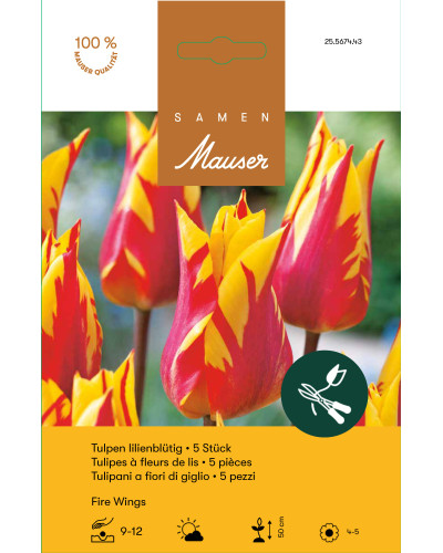 Fire Wings, Lilienblütige Tulpe (gelb, rot)