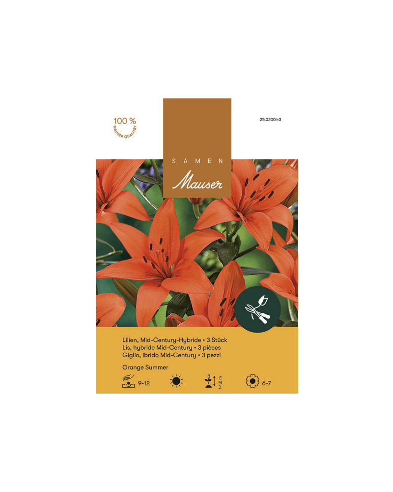 Lilium Mid-Century-Hybriden 'Orange Summer', Lilien Zwiebeln (orange)