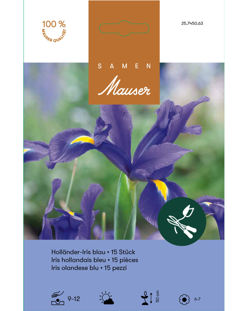 Holländer Iris Blau, iris hollandica, Knollen (blau)