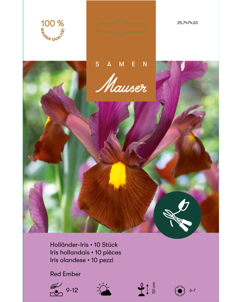 Holländer Iris Red Ember, iris hollandica, Knollen (rot,violett,gelb)