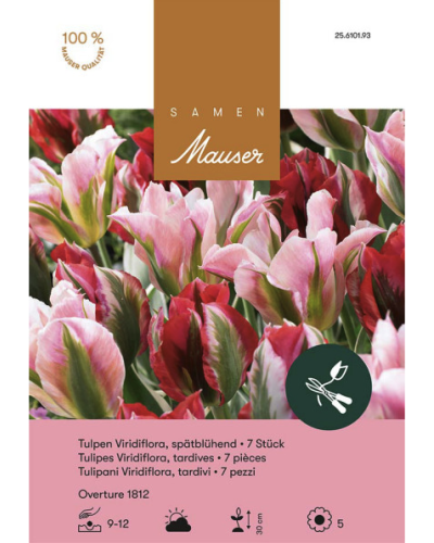 Ouvertüre 1812, Tulpenmischung , rot-rosa-grün, Zwiebeln