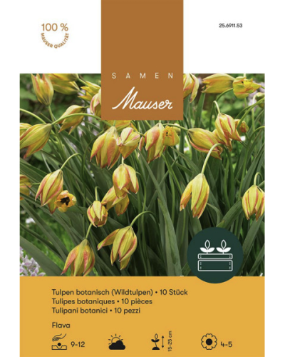 Tulipa Flava, gelb, Botanische Tulpen Zwiebeln