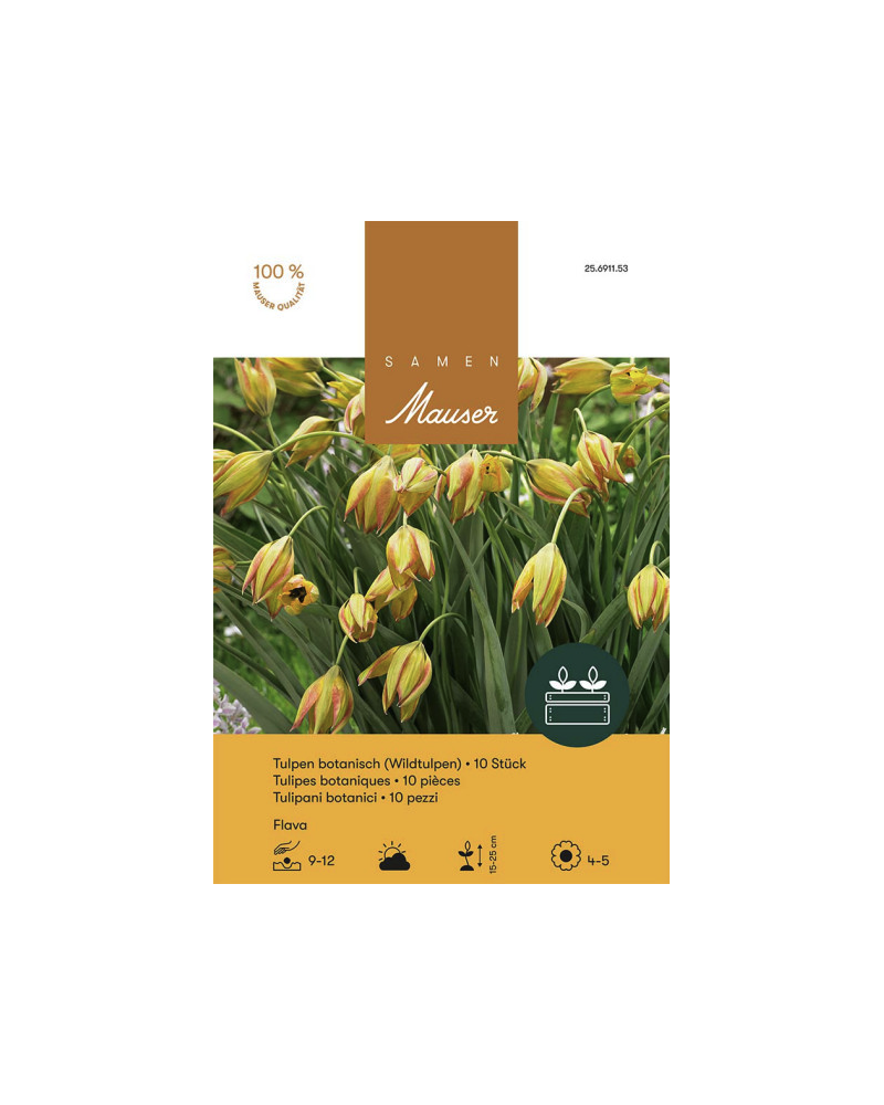 Tulipa Flava, gelb, Botanische Tulpen Zwiebeln