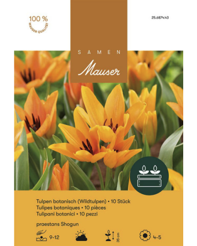 Tulipa praestans Shogun,orange, Wildtulpen Zwiebeln
