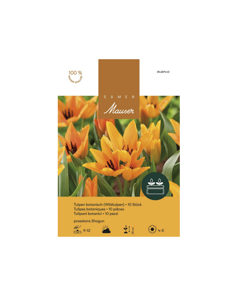Tulipa praestans Shogun,orange, Wildtulpen Zwiebeln