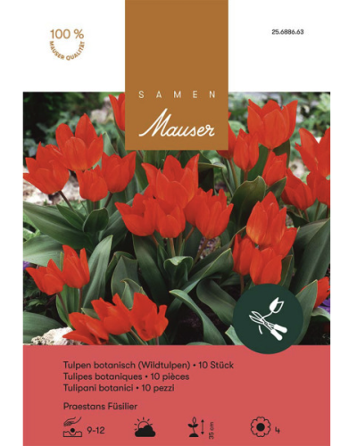 Tulipa Praestans Füsilier, rot, Wildtulpen Zwiebeln