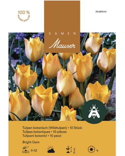 Tulipa batalinii Bright Gem, gelb-orange, Wildtulpe Zwiebeln