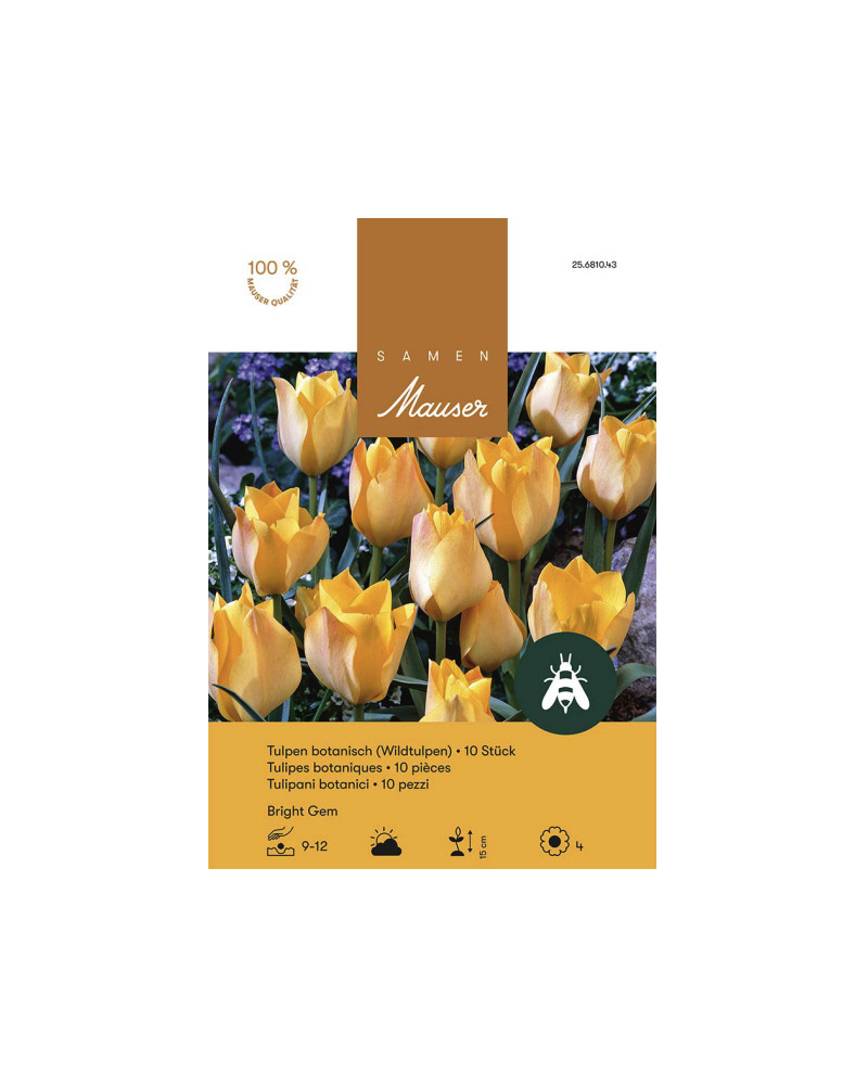 Tulipa batalinii Bright Gem, gelb-orange, Wildtulpe Zwiebeln