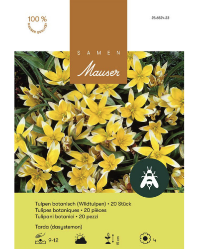Wildtulpe, Tulipa tarda (dasystemon), gelb, Tulpen Zwiebeln