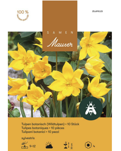 Tulipa sylvestris, Weinbergtulpe, gelb, Zwiebeln