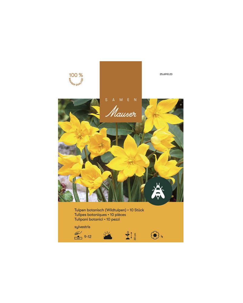 Tulipa sylvestris, Weinbergtulpe, gelb, Zwiebeln