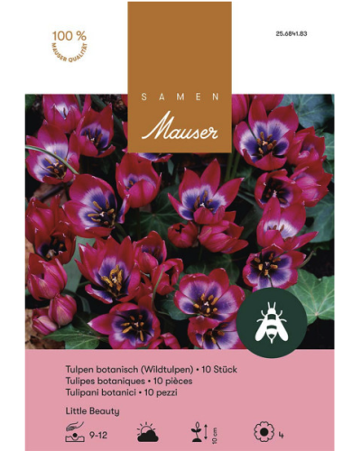 Little Beauty, rot-violett, Tulpen Zwiebeln