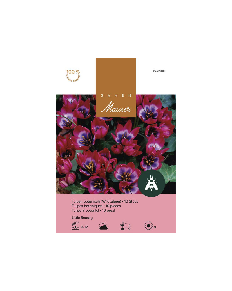 Little Beauty, rot-violett, Tulpen Zwiebeln