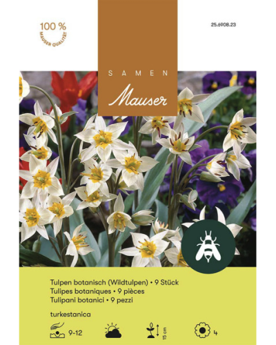 Tulipa turkestanica, weiss, Botanische Tulpen Zwiebeln