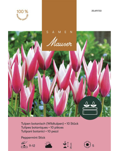 Peppermint Stick, rot-weiss Tulpen Zwiebeln