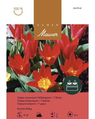 Scarlet Baby, rot, Kaufmanniana Tulpen Zwiebeln