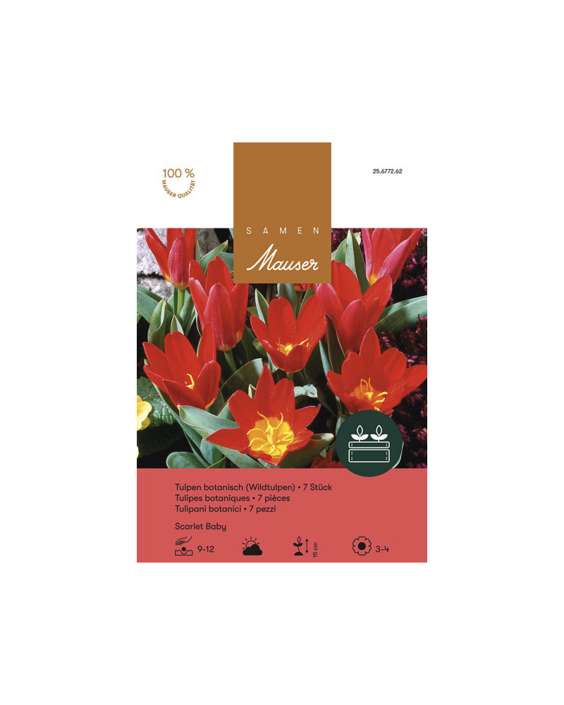 Scarlet Baby, rot, Kaufmanniana Tulpen Zwiebeln