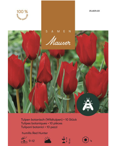 Tulipa humilis Red Hunter, rot, Wildtulpen (botanische Tulpen) Zwiebeln