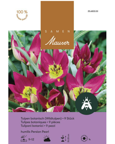 Tulipa humilis Persian Pearl, purpur-violett, Wildtulpen Zwiebeln