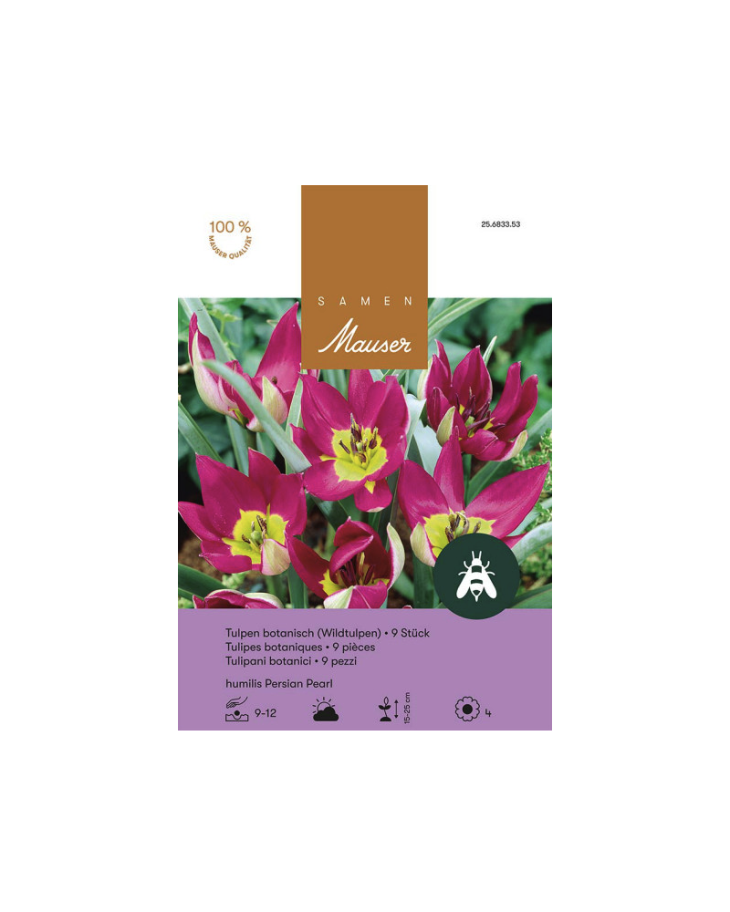 Tulipa humilis Persian Pearl, purpur-violett, Wildtulpen Zwiebeln